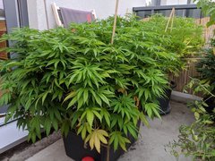 IMG_20200829_195413.jpg