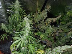 IMG_20200830_204519.jpg