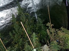 IMG_20200830_204528.jpg