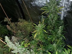 IMG_20200830_204536.jpg
