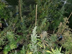 IMG_20200830_204544.jpg