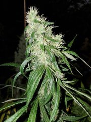 IMG_20200830_204635.jpg