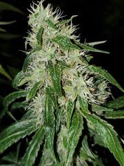 IMG_20200830_204659.jpg