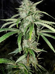 IMG_20200830_204714.jpg