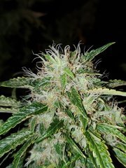 IMG_20200830_204728.jpg