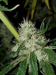 IMG_20200830_204812.jpg