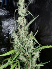 IMG_20200830_204827.jpg