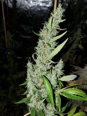 IMG_20200830_204908.jpg