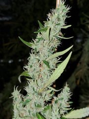 IMG_20200830_204927.jpg