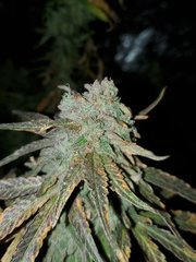 IMG_20200830_204947.jpg