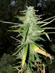 IMG_20200830_205023.jpg