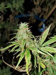 IMG_20200830_205214.jpg