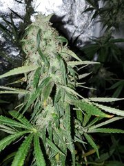 IMG_20200830_205229.jpg