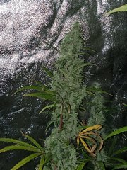 IMG_20200830_205304.jpg