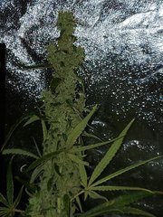 IMG_20200830_205326.jpg