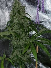IMG_20200830_205336.jpg