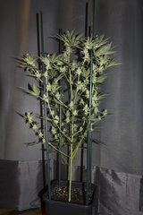 Purple Afghan Kush FLO+49