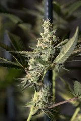 Purple Afghan Kush FLO+49