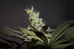 Purple Afghan Kush FLO+49