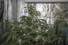 Sour Ripper FLO+21