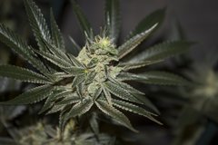 Purple Afghan Kush FLO+49