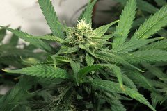 london cheese 50 de 12/12