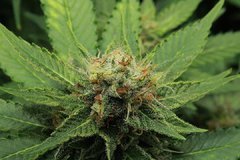 Super skunk 50 de 12/12