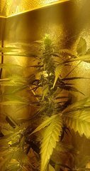 Snapchat-547605742.jpg