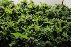 ML S SKunk & London Cheese 135 apex