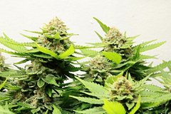 Super Skunk +70 flo dont 12 de STR