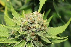 Super Skunk +70 flo dont 12 de STR.