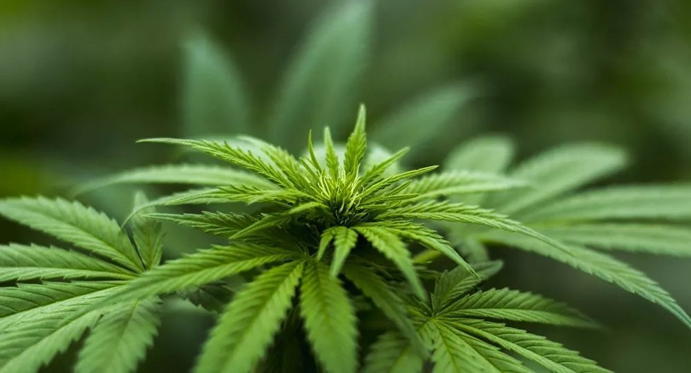 Auto-culture du cannabis: de plus en plus de «jardiniers du dimanche» en France, la police débordée?