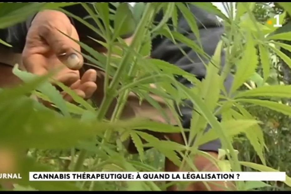 Polynésie - La culture du cannabis thérapeutique au programme du plan de relance