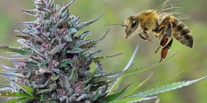 Le canna­bis sauve la vie des abeilles affai­blies par les pesti­cides
