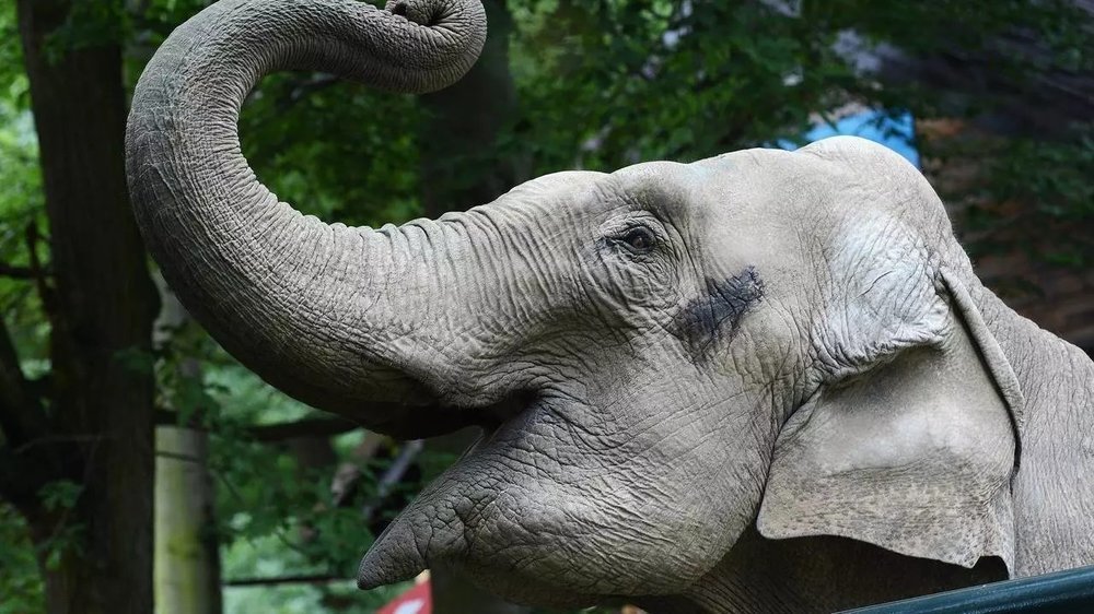 Du cannabis médical anti-stress pour les éléphants du zoo de Varsovie