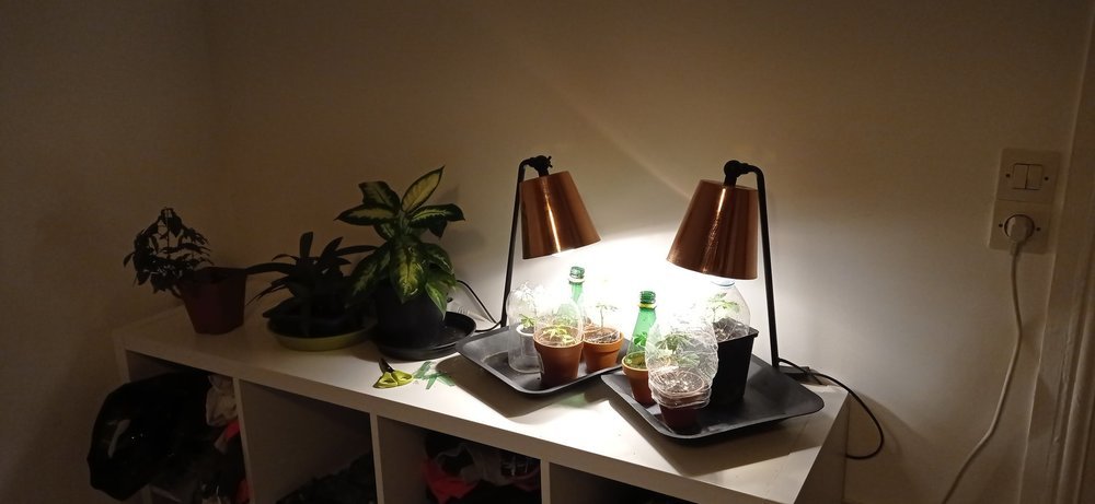 1601154285057.thumb.jpg.af33cfd7c91d633491292312aa252ae8.jpg