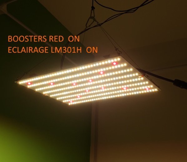 QB XL - LM301H et BOOSTERS.JPG