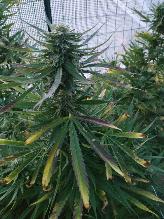 2020-09-30 - RH 2.jpg