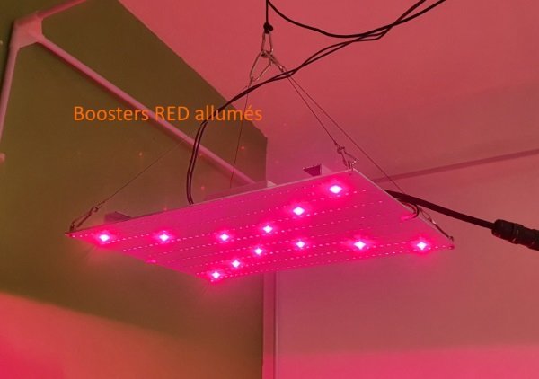 QB XL - Boosters red.jpg