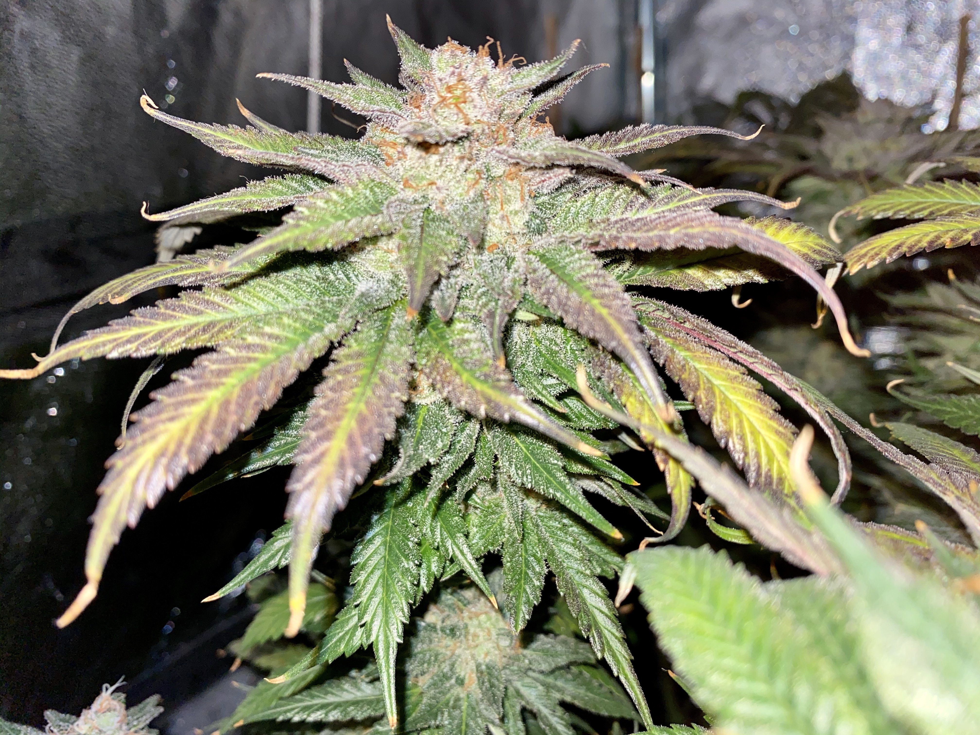 Cookies Gelato