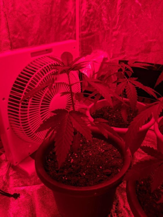IMG_20200927_142202.jpg