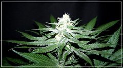 F+30 BLUEBERRY#2.JPG