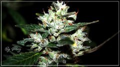 F+77 Spyrock hashplant tritri 2 .JPG