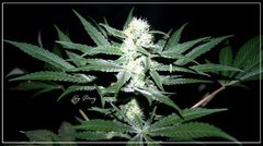 F+30 BLUEBERRY#1.JPG
