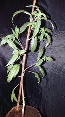 Depalissage Kandy Kush  ?