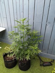 Dinamed CBD +.jpg