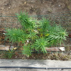 Easy Haze #2 11_09.jpg