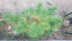 Black Bomb #2 06_09