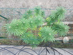 Black Bomb #1 21_09.jpg
