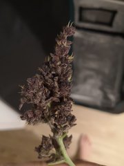 Dinamed Kush Trimmed Zoomed 2.jpg